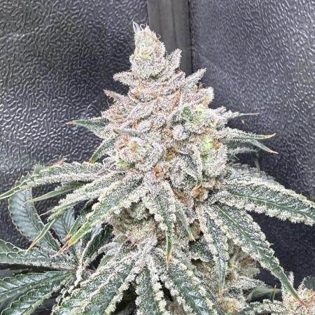 Short veg 40x40 grow