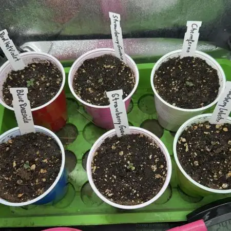 All about Terps