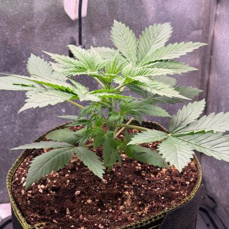 Just for Fun 40x40grow