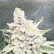 Short veg 40x40 grow