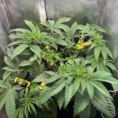 Fire in 40x40
