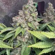 Just for Fun 40x40grow