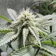 Short veg 40x40 grow
