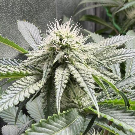 Short veg 40x40 grow