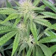 Just for Fun 40x40grow