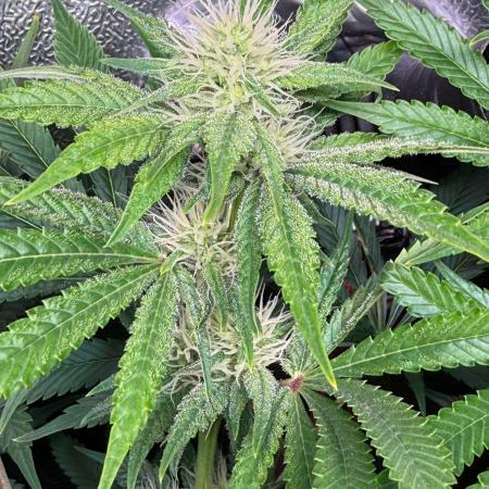 Just for Fun 40x40grow