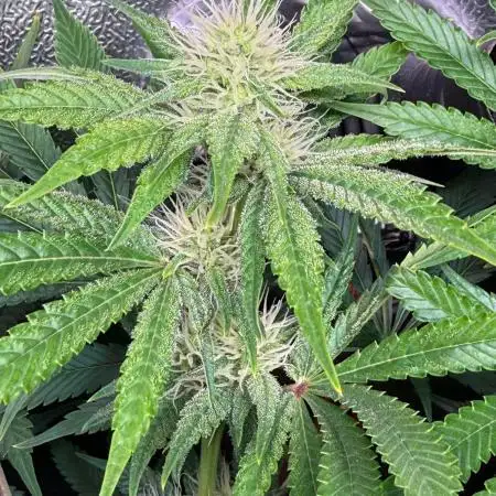 Just for Fun 40x40grow