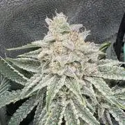 Short veg 40x40 grow