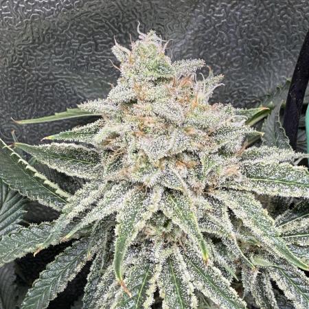 Short veg 40x40 grow