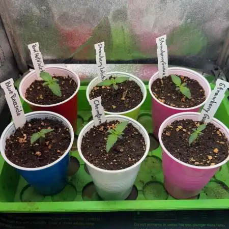 All about Terps