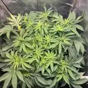 Short veg 40x40 grow