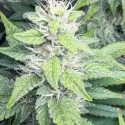 Just for Fun 40x40grow