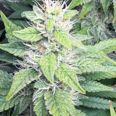 Just for Fun 40x40grow