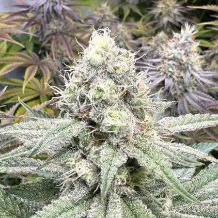 Cherry Inferno