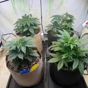 Time for Heavy Hitters