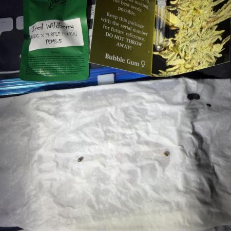 Just for Fun 40x40grow