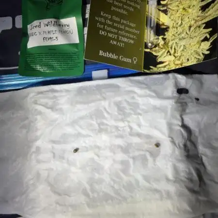Just for Fun 40x40grow