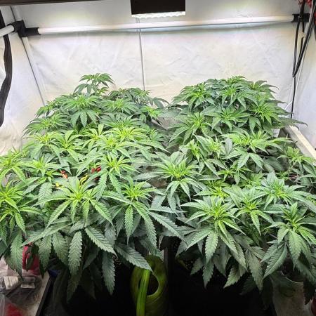 All about Terps
