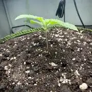 Just for Fun 40x40grow