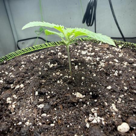 Just for Fun 40x40grow