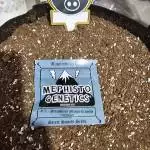 Illuminautos #77Strawberry mango Crumble