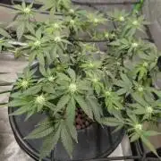 Expert seeds run