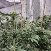 Honey Cream