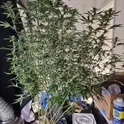 Honey Cream