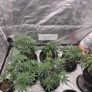 Bananas