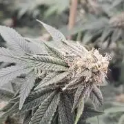 Honey Cream