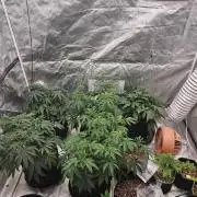 Bananas