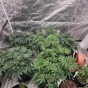 Honey Cream