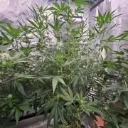 Honey Cream