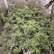 Honey Cream