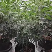 Bananas