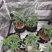 Bananas