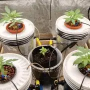 Banana cream auto RDWC