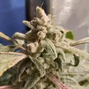Autoflower madness