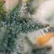 Spring frost 😆