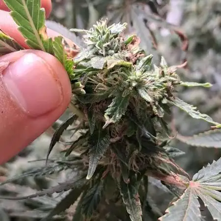 Did diesel