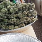 Super Lemon Haze - DWC DIY OxyPot - #GHS