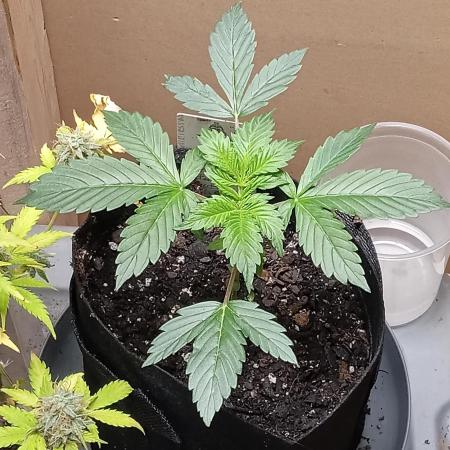 Goat_island_growz
