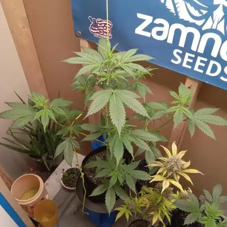 Goat_island_growz