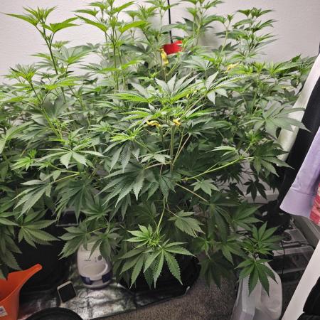 Runtz & Zkittlez Closet Grow