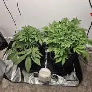 Runtz & Zkittlez Closet Grow