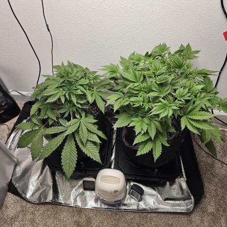 Runtz & Zkittlez Closet Grow