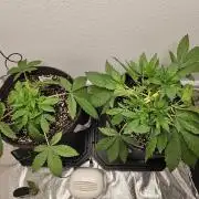 Runtz & Zkittlez Closet Grow