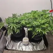 Runtz & Zkittlez Closet Grow