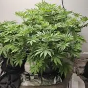 Runtz & Zkittlez Closet Grow