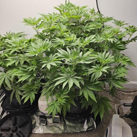 Runtz & Zkittlez Closet Grow